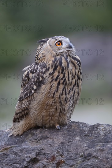 A look 'up to the sky... European Eagle Owl (Bubo bubo), our largest native owl sits on a rock in