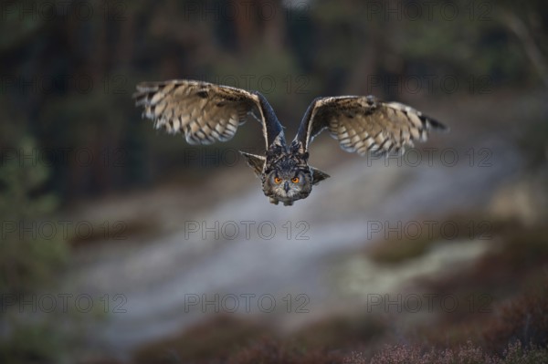 Hunter of the night... European Eagle Owl (Bubo bubo), flying, largest native owl in flight at