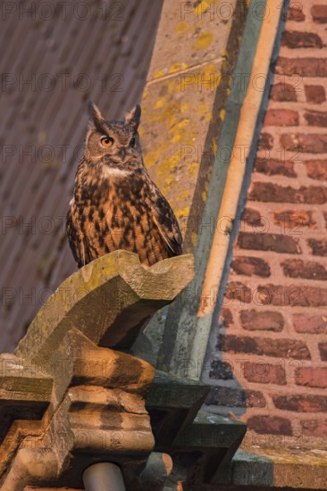 On the gargoyle of a church... European eagle owl (Bubo bubo), adult owl, adult bird becomes active