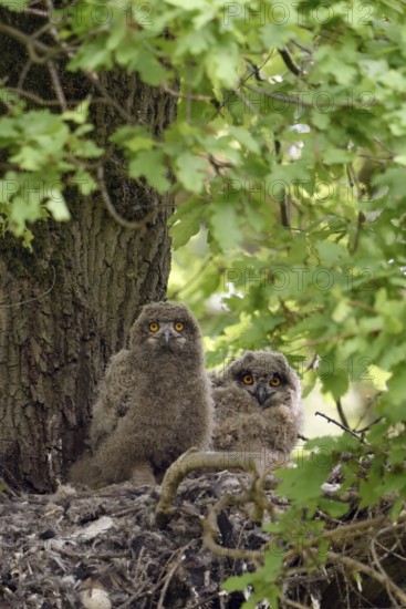 A moment of attention... European eagle owl (Bubo bubo), two young eagle owls, nestlings on their