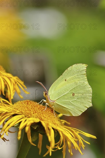 Lemon butterfly (Gonepteryx rhamny) on a yellow flower of a Great Telekie (Telekia speciosa),