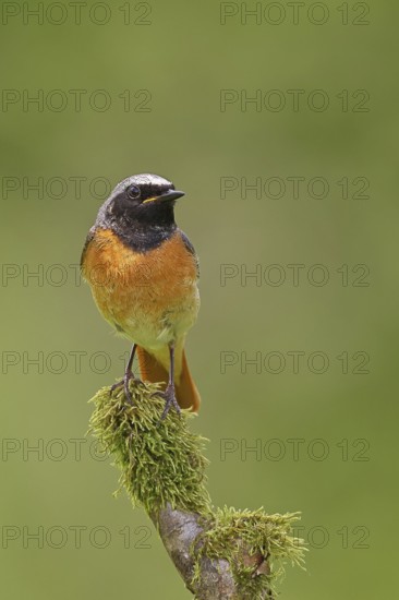 Redstart (Phoenicurus phoenicurus), male singing on a moss-covered branch, songbird, wildlife,