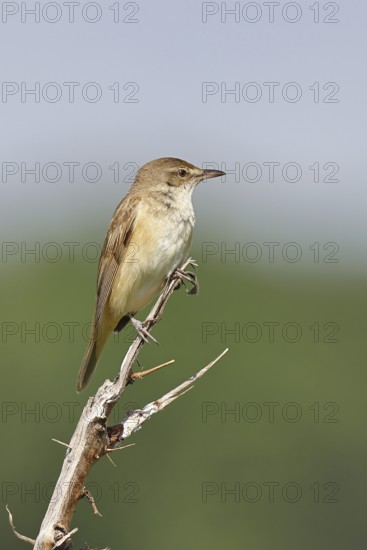 Great Reed Warbler (Acrocephalus arundinaceus), sitting on a twig, singing station, natural