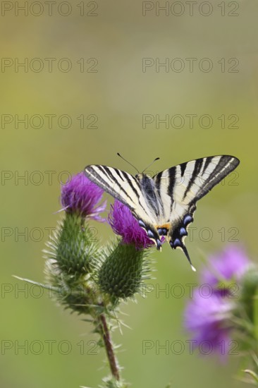 Sail butterfly (Iphiclides podalirius), on a flower of a thistle (Cirsium arvense), in a vineyard,