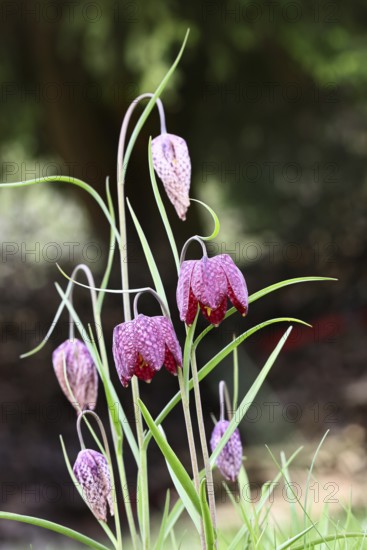 Snake's Head Fritillary (Fritillaria meleagris), flowers in a meadow, inflorescence, early bloomer,