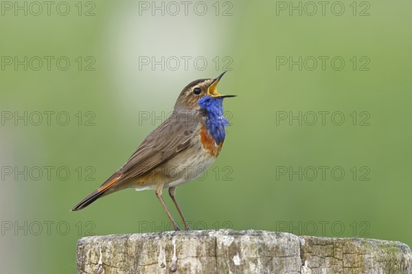 Bluethroat (Luscinia svecica cyanecula), male, singing on a pasture fence post, wildlife, Lembruch,
