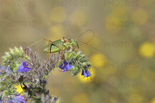 Steppe saddle grasshopper, steppe saddle grasshopper (Ephippiger ephippiger), male, on Viper's