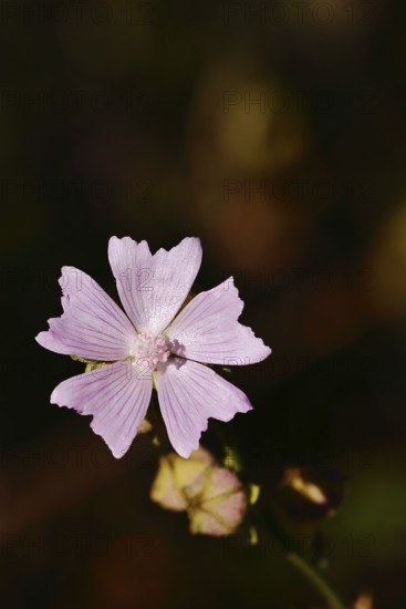 Mallow, musk mallow (Malva moschata), flower in a meadow, medicinal plant, aromatic plant,