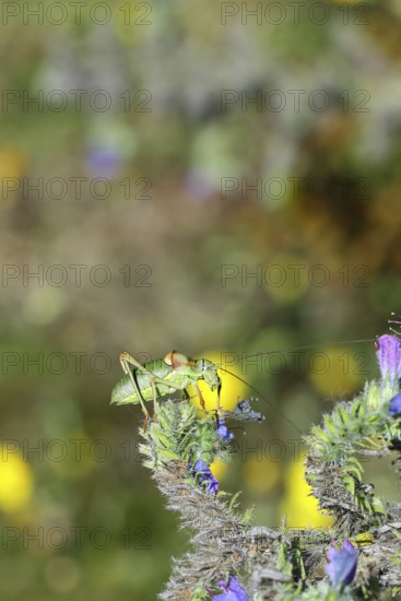 Steppe saddle grasshopper, steppe saddle grasshopper (Ephippiger ephippiger), male, on Viper's