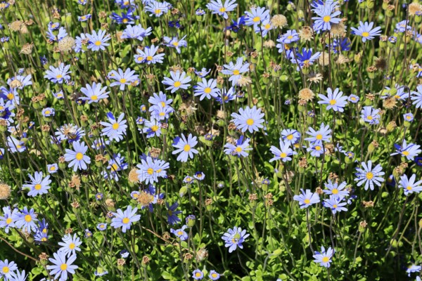 Felicia aethiopica, capaster, flower, flowering, Kirstenbosch Botanical Gardens, Cape Town, South
