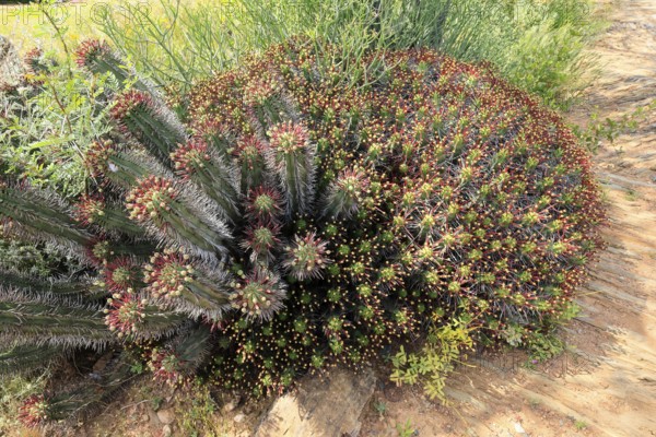 Euphorbia heptagona, spurge, flowering, flowers, plant, Karoo Desert Botanic Garden, Worcester,