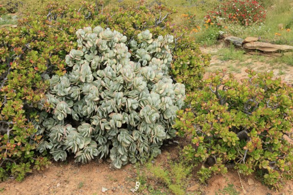 Crassula arborescens, leaves, Karoo Desert Botanic Garden, Worcester, Western Cape, South Africa
