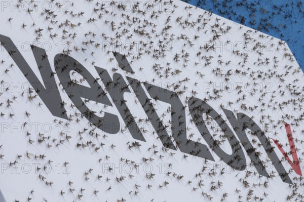 Detroit, Michigan - Fish flies (mayflies) are swarming near Michigan lakes. The are attracted to