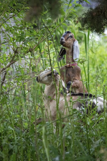 Detroit, Michigan - A flock of four goats is employed eating weeds and brush in the overgrown area