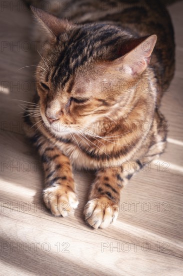 Bengal cat relaxing in sunlit room, highlighting unique fur patterns and playful demeanor on wooden