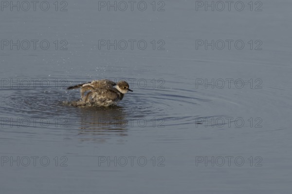 Little ringed plover (Charadrius dubius) juvenile bird bathing in a shallow lagoon, England, United