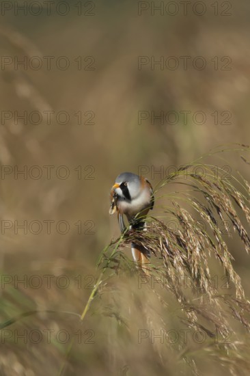 Bearded tit or reedling (Panurus biarmicus) adult male bird preening on a Common reed flower head,