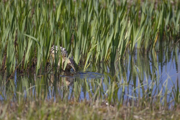 Graet bittern (Botaurus stellaris) adult bird catching a Stickleback fish in a reedbed, RSPB