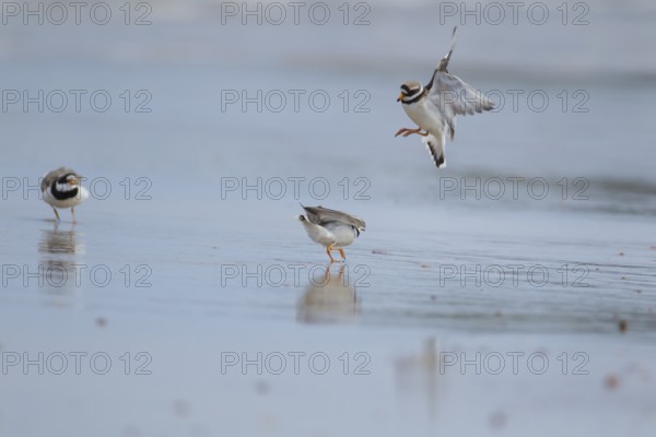 Ringed plover (Charadrius hiaticula) two adult birds fighting on a beach with another looking on,