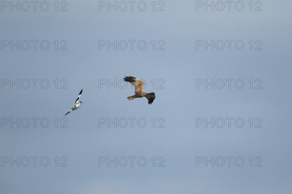 Pied avocet (Recurvirostra avosetta) adult bird calling in flight whilst chasing a Marsh harrier