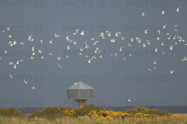 Sandwich tern (Thalasseus sandvicensis) adult birds in flight, RSPB Minsmere nature reserve,