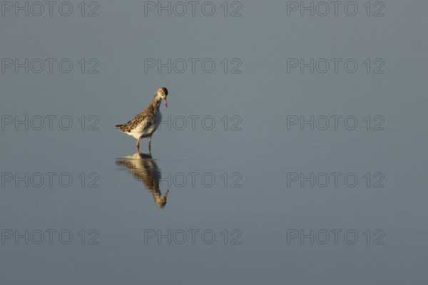 Ruff (Philomachus pugnax) adult wading bird in a shallow lagoon, England, United Kingdom