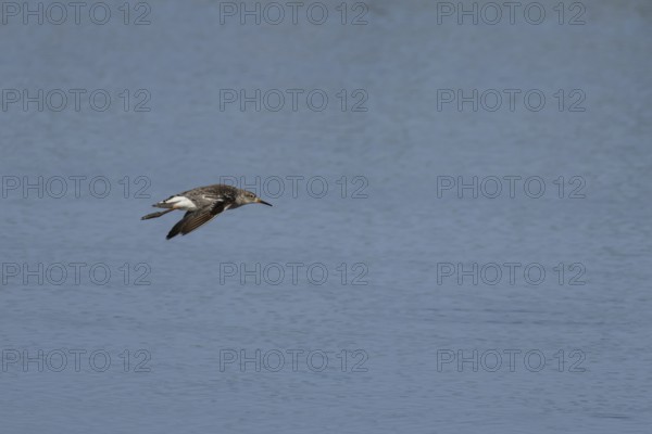 Ruff (Philomachus pugnax) adult wading bird flying over a lagoon, England, United Kingdom