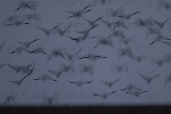 Pink-footed goose (Anser brachyrhynchus) motion blur image of adult geese birds taking off from a