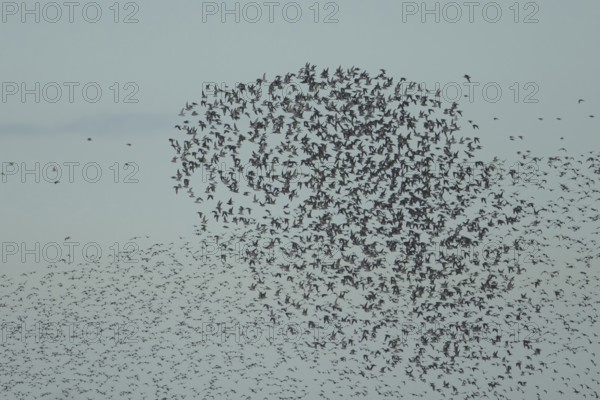 Red knot (Calidris canutus) adult birds in flight in a large flock, RSPB Snettisham nature reserve,