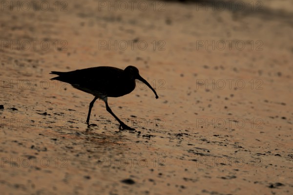 Eurasian curlew (Numenius arquata) silhouette of an adult bird on a mudflat at sunset, Norfolk,