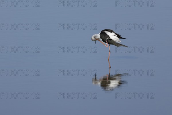 Black winged stilt (Himantopus himantopus) adult bird preening in a lagoon, England, United Kingdom