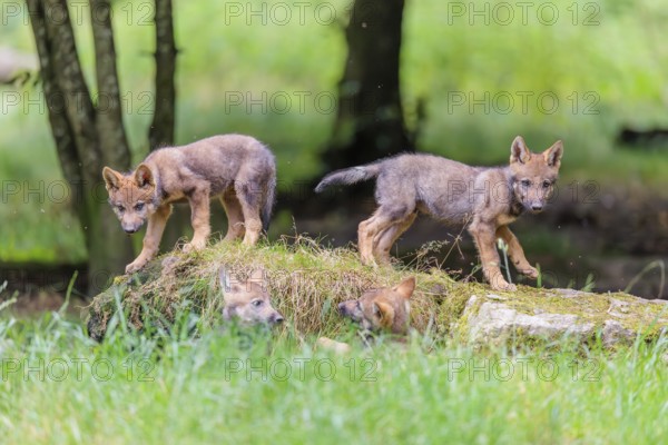 Four gray wolf pups (Canis lupus lupus) stand on, or next to a rock on a small hill at the edge of