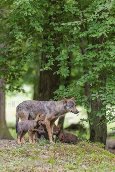 An adult wolf and three gray wolf pups (Canis lupus lupus) stand on a small hill in the deep shade