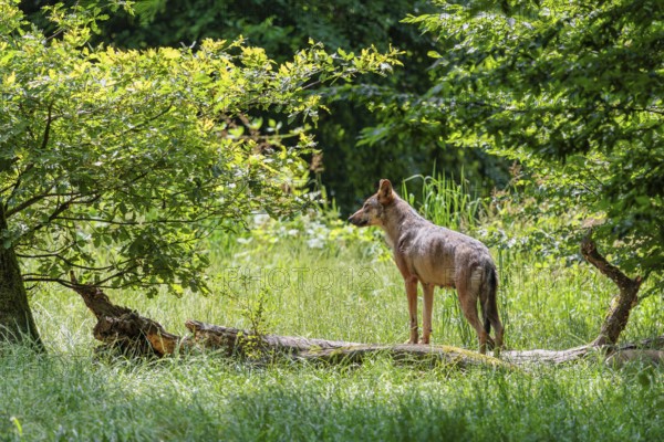 A gray wolf (Canis lupus lupus) stands in a clearing in the forest on a sunny day and observes the