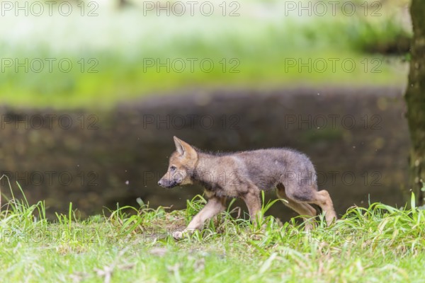 A gray wolf pup (Canis lupus lupus) runs across a green meadow on a small hill at the edge of the