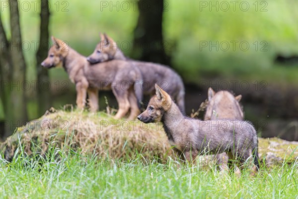 Four gray wolf pups (Canis lupus lupus) stand on a rock on a small hill at the edge of the forest
