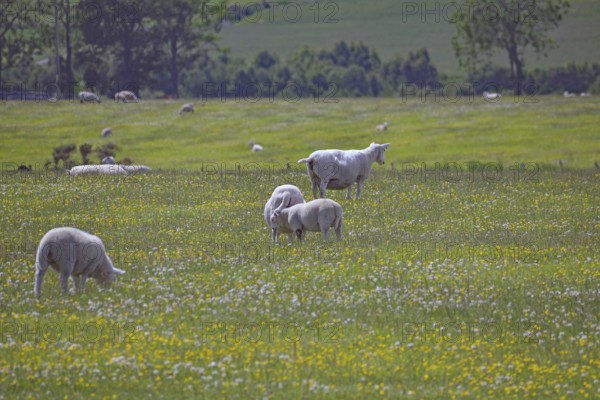 Green meadow with sheep and lambs, dotted with yellow flowers under a blue sky, Aberdeenshire,