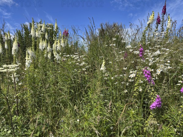 A blooming meadow with wildflowers under a clear blue sky, Foxglove Aberdeenshire, Scotland, Great