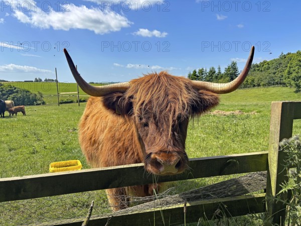 Highland cattle standing behind a fence in a green pasture under a clear blue sky, Aberdeenshire,