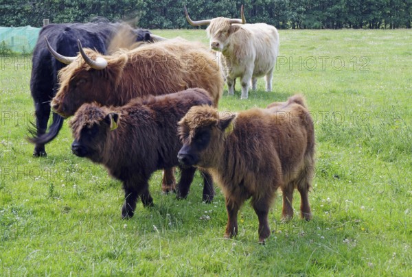 Green meadow with a group of highland cattle in various shades of brown, Aberdeenshire, Buckie,