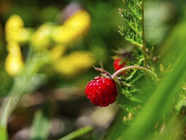 Wild strawberry (Fragaria vesca), Jenner, Berchtesgaden National Park, Schönau am Königssee,