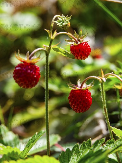 Wild strawberries (Fragaria vesca), Jenner, Berchtesgaden National Park, Schönau am Königssee,