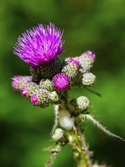 Marsh thistle (Cirsium palustre), Jenner, Berchtesgaden National Park, Schönau am Königssee,