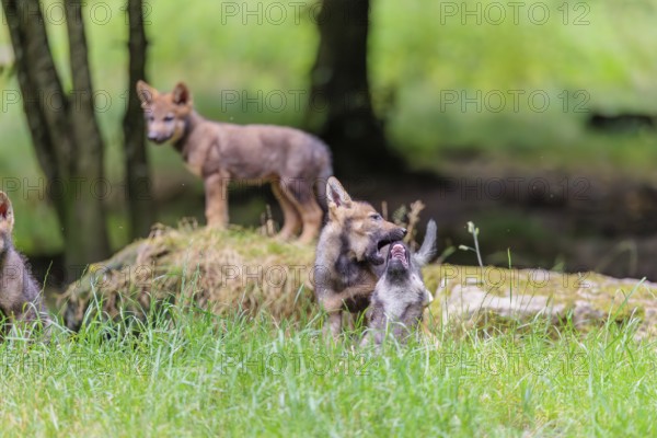 Four gray wolf pups (Canis lupus lupus) stand on, or next to a rock on a small hill at the edge of