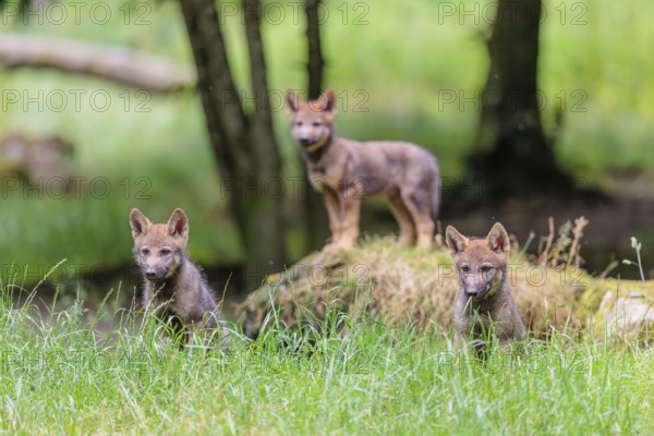 Three gray wolf pups (Canis lupus lupus) stand on, or next to a rock on a small hill at the edge of
