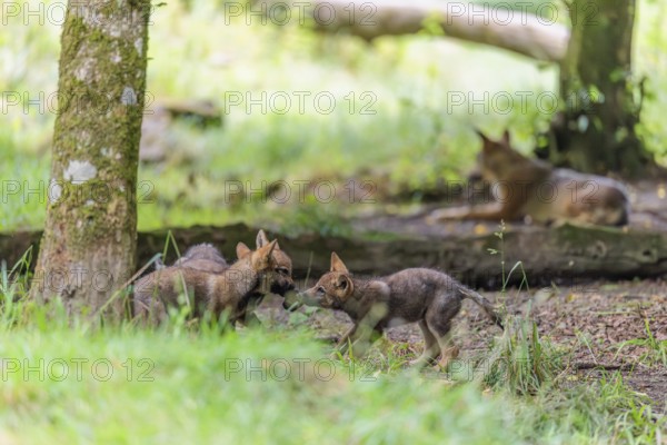 Two gray wolf pups (Canis lupus lupus) at play in the deep shadow of the forest. An adult wolf