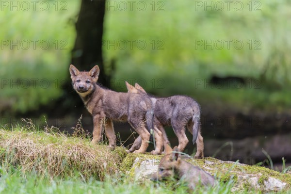 Two gray wolf pups (Canis lupus lupus) stand on, or next to a rock on a small hill at the edge of
