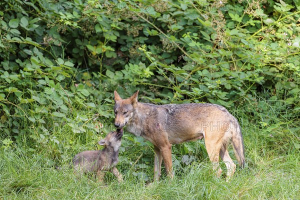 A female gray wolf (Canis lupus lupus) and one of her pups greeting each other in a green meadow on