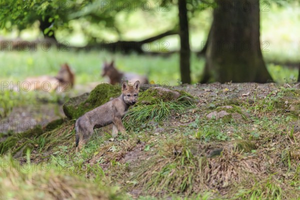 A gray wolf pup (Canis lupus lupus) conquers a small hill in the deep shade of the forest. Two