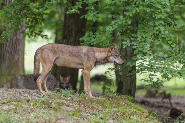A gray wolf (Canis lupus lupus) stands on a small hill in the deep shade of the forest and observes